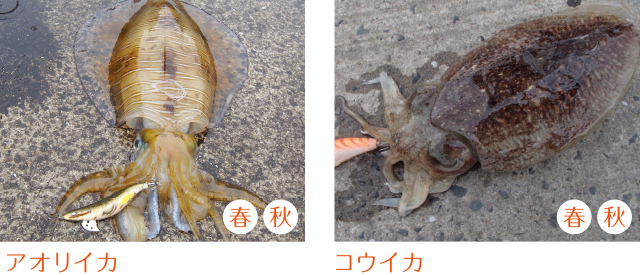 1685950324844732.jpeg p603_tokutyou_06.jpeg